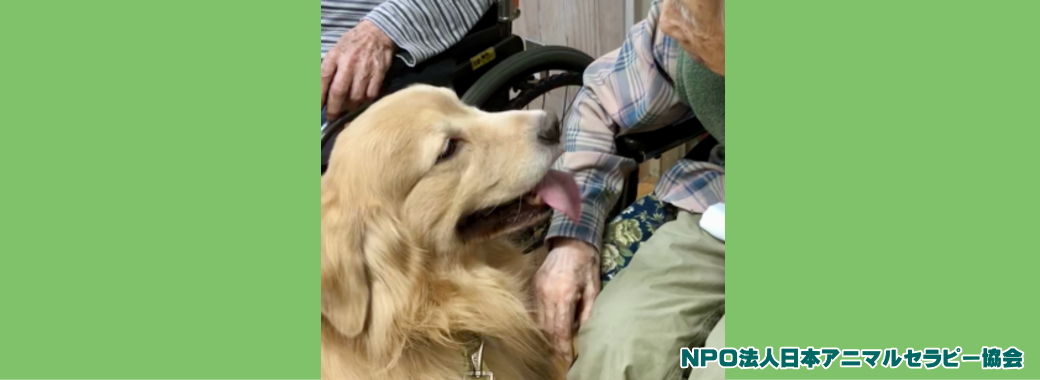 当協会のセラピー犬たちです 当協会のセラピー犬たちです