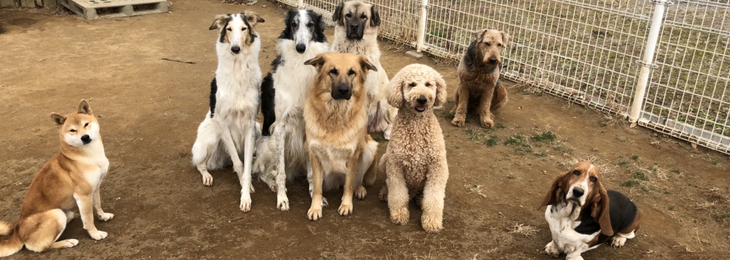 当協会のセラピー犬達です 当協会のセラピー犬達です