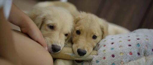 子犬譲渡について 子犬譲渡について