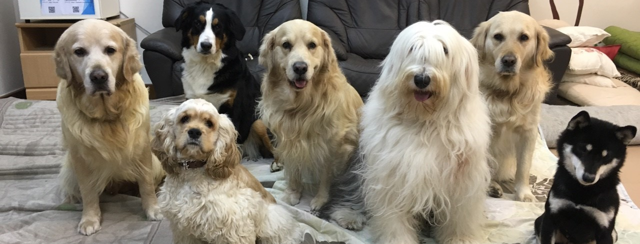 当協会のセラピー犬達です 当協会のセラピー犬達です